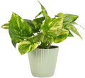 Live Golden Pothos, Indoor Vining Plant, Easy to Grow, 4" Pot by ThorsensGreenhouse