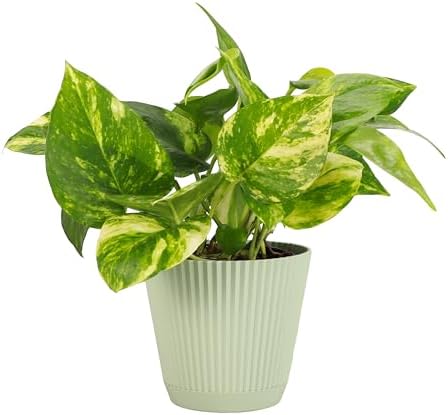 Live Golden Pothos, Indoor Vining Plant, Easy to Grow, 4" Pot by ThorsensGreenhouse