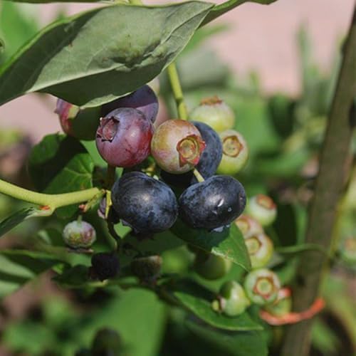 Pink Lemonade Blueberry (Chandler) - Image 2