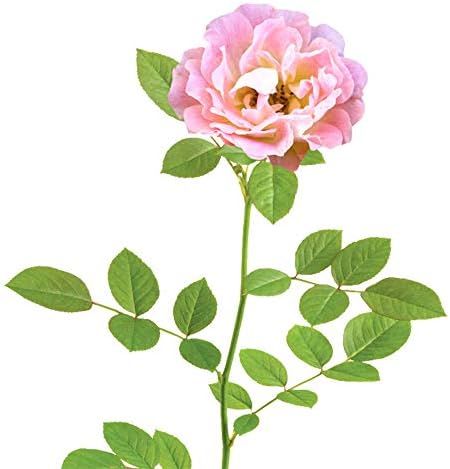 Perfect Plants Peach Drift Rose Live Plant, 3 Gallon, Outdoor Flower Bush - Image 2
