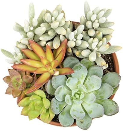 Live Succulents Assortment in Clay Pot, Garden Succulent Planter, Unique Gardening Gifts for Plant Lovers, Live Succulent Plants Live Plants, Live Succulents Plants Live Houseplants by Plants for Pets - Image 3