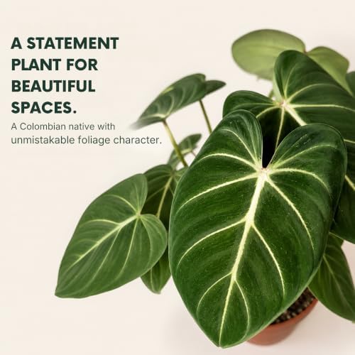 Philodendron Gloriosum Live Plant, 2 Inch Rare Heart Leaf Houseplant - Image 3