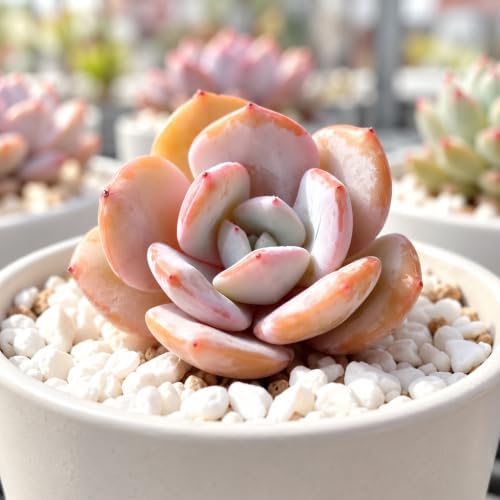 Echeveria 'Milk Tea' Bare Root Succulent Live Plant 1.5-2 Inch 3 Plant Set - Image 4