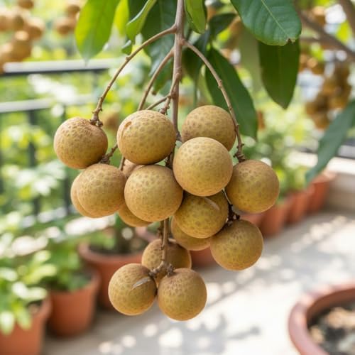 Longan Tree Live Plant, Backyard Orchard Tree, 6-8 Inch Tall, 4 Inch Pot - Image 7