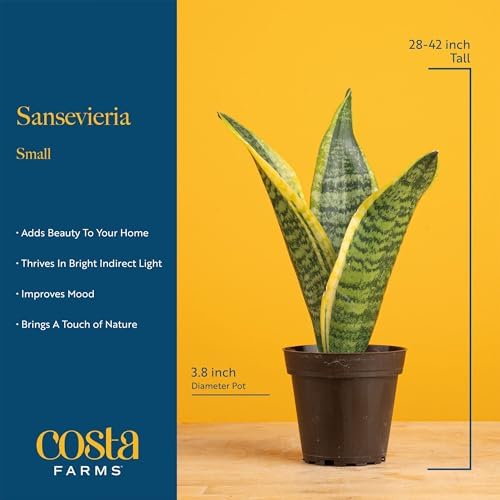 Costa Farms Snake Plant, Live Indoor Plant, Air Purifying, Low Light, Easy - Image 4