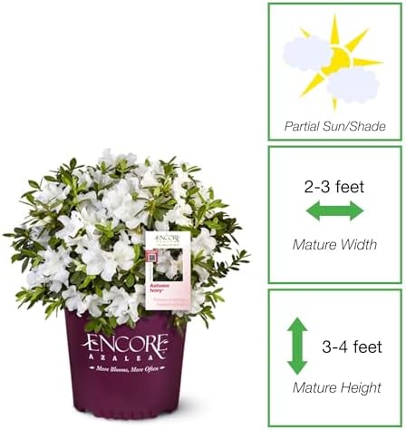 Perfect Plants Autumn Ivory Encore Azalea, 1 Gallon, Live Plant - Image 2
