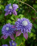 Perennial Farm Clematis x Viticella Diamantina Hybrid– Live Regal® Series Clematis in 4 Quart Container, Large Double Purple Blooms, Long Blooming, Compact Climber, Ideal for Trellises & Containers by PerennialFarmMarketplace