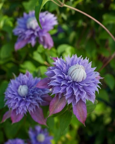 Perennial Farm Clematis x Viticella Diamantina Hybrid– Live Regal® Series Clematis in 4 Quart Container, Large Double Purple Blooms, Long Blooming, Compact Climber, Ideal for Trellises & Containers by PerennialFarmMarketplace