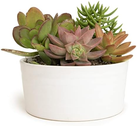 Succulents Plants Live in Garden Succulent Planters, Live Succulent Plants Live Plants in White Planter, Live Succulents Unique Gardening Gifts for Plant Lovers, Succulent Gifts by Plants for Pets by PlantsforPets