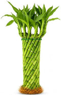 Live Hurricane Bamboo Plant - Air-Purifying Live Indoor Houseplants Flowers by NYCitySucculents