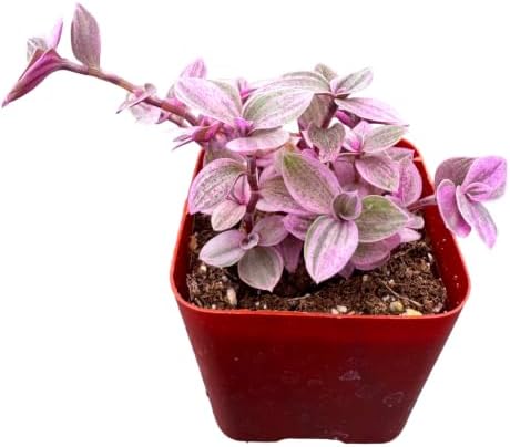 Live Succulent Callisia Repens 'Pink Lady', Potted Trailing Houseplant by VerdantVigor