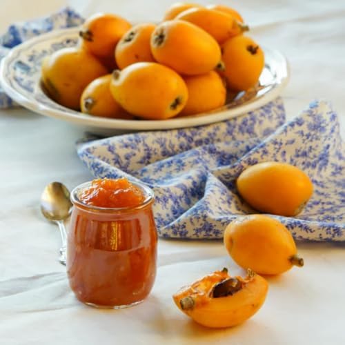 Golden Loquat Fruit Tree Live Plant, Garden Orchard Fruit Tree, 4 Inch Pot - Image 5