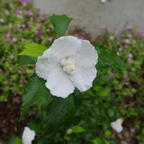 Proven Winners 5 Gal. White Pillar Rose of Sharon (Hibiscus) Shrub - Image 4