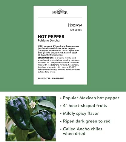 Burpee Poblano' (Ancho) 4" Heart-Shaped Dark Green to Red Peppers, 100 seeds - Image 2