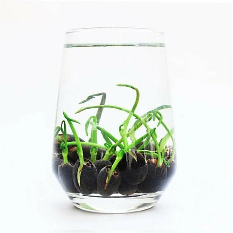 10pcs Pre-Sprouted Mixed Color Bonsai Bowl Lotus - Ideal Indoor and Outdoor Aquatic Plants, Ready to Thrive - Image 3