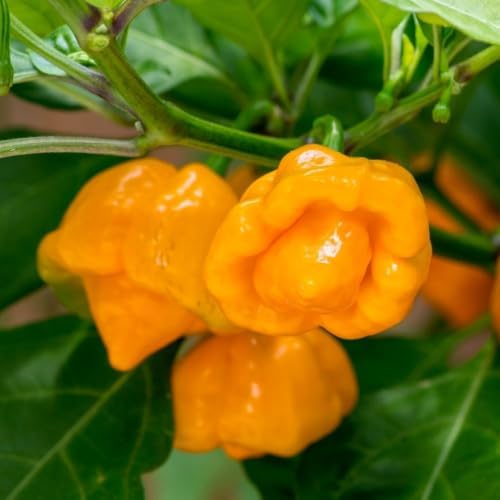 2 Yellow Bonnet Pepper Live Plants, 4-7" Tall Pepper Seedlings - Image 3