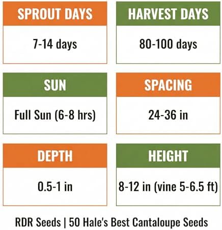 50 Hale's Best Cantaloupe Seeds for Planting - Sweet Aromatic Heirloom, Non-GMO, USA Grown by RDR Seeds - Image 4