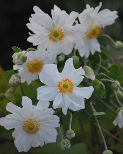 Perennial Farm Anemone x Hybrida 'Whirlwind' – Live Windflower in #1 Container, Semi-Double White Blooms, Long Blooming, Deer Resistant, Great for Borders, Shade Gardens & Pollinator Habitats - Image 3