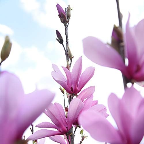 Perfect Plants Ann Magnolia Tree, 1 Gallon, Live Plant - Image 5