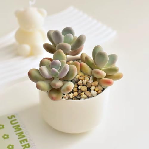 FANTIAN Aquarium Gravel, 1/4 Inch Pebbles for Indoor Plants, 1 Pound - Image 4