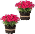 Red Phlox Live Plant, Hardy Ground Cover Perennial, 4-6 Inch Tall by Unknown