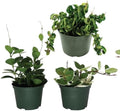 American Plant Exchange Hoya Assorted Plants – 4-Inch Pots, Pack of 3 – Live Flowering Wax Vines, Easy Care Indoor Plants with Colorful Blooms for Home, Garden, or Patio Decor by AmericanPlantExchange