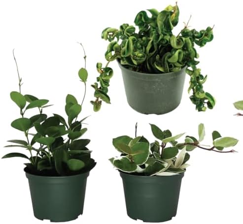 American Plant Exchange Hoya Assorted Plants – 4-Inch Pots, Pack of 3 – Live Flowering Wax Vines, Easy Care Indoor Plants with Colorful Blooms for Home, Garden, or Patio Decor by AmericanPlantExchange