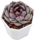 Echeveria 'Blueberry' Live Succulent Plant, 2 Inch Single Head by THEONEBLOOM