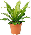 American Plant Exchange Bird’s Nest Fern – 6-Inch Pot – Live Easy Care Indoor Houseplant, Air-Purifying, Pet-Friendly Tropical Plant for Bathrooms, Bedrooms & Home or Office Décor by AmericanPlantExchange