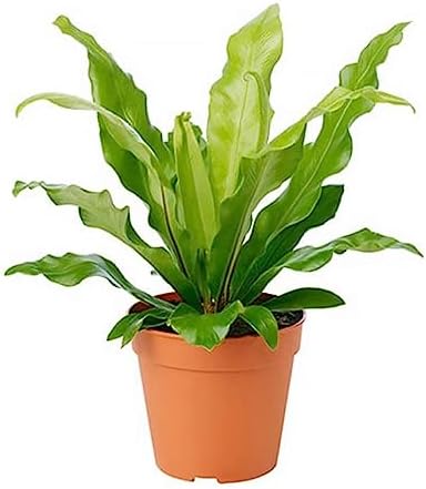 American Plant Exchange Bird’s Nest Fern – 6-Inch Pot – Live Easy Care Indoor Houseplant, Air-Purifying, Pet-Friendly Tropical Plant for Bathrooms, Bedrooms & Home or Office Décor by AmericanPlantExchange