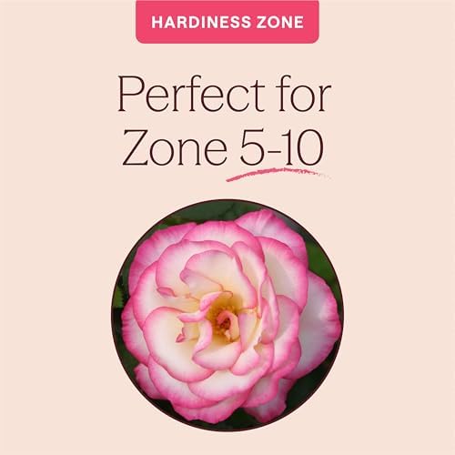 Heirloom Climbing Roses, Live Own Root Plant, Handel - Image 5