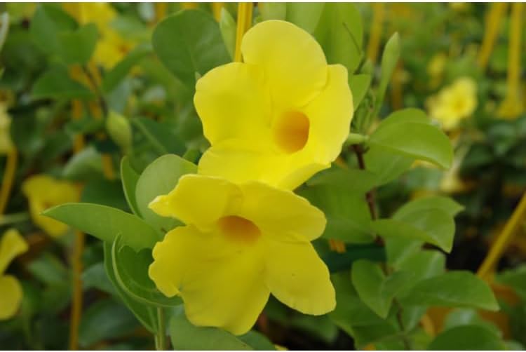 Yellow Mandevilla Live Plants (5-9") - Pack of 2 (Two) - Rare Golden Rocktrumpet Vine - Heat Tolerant - Fast Growing Tropical Patio Climber - Hummingbird Magnet for Outdoor Containers - Image 3