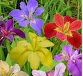 (3) Spectacular Flowering Mixed Colors Louisiana Iris Rhizomes/Root/Plant by Unknown