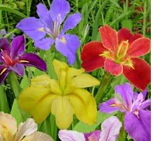 (3) Spectacular Flowering Mixed Colors Louisiana Iris Rhizomes/Root/Plant by Unknown
