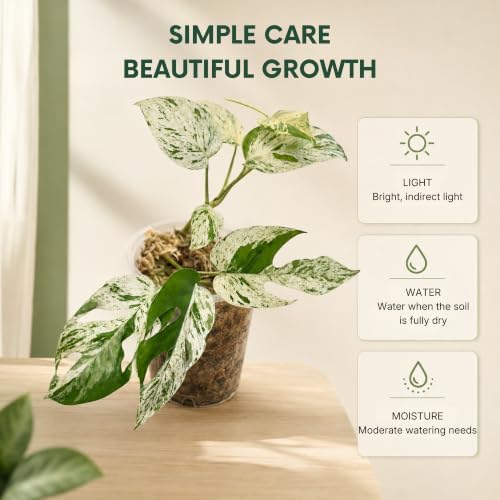 Snow Queen Pothos Live Plant, Variegated Hanging Houseplant - Image 5