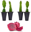 Dragon Fruit Edgar's Baby (4 Pack) | Real Live Fruit Plants for Sale | Rare Exotic Variety | Sweet Edible Fruit | Easy to Grow Live Plants for Organic Gardens. (Edgar's Baby) by FamPlants