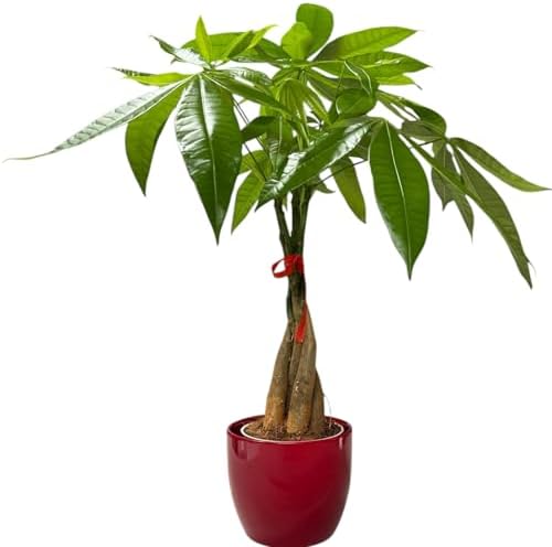 Money Tree Live Plant | 14-22 Inches Tall Bonsai | Easy to Grow Indoor Houseplant | Home, Office, or Room Decor | Birthday, Housewarming Gift (Red) by hopewindplants