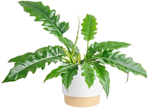 Costa Farms Philodendron, Live Indoor Plant, Tropical Houseplant by Unknown