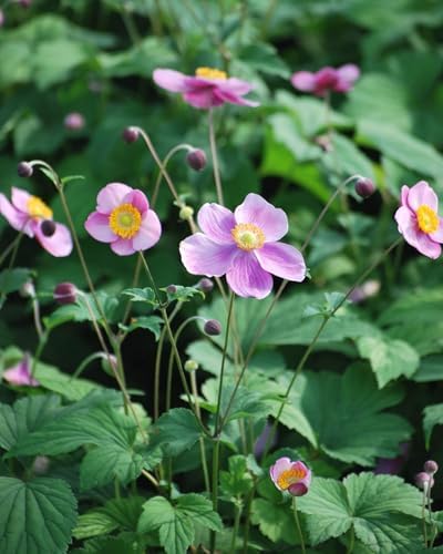 Perennial Farm Anemone Tomentosa 'Robustissima' – Live Windflower Perennial in #1 Container, Soft Pink Blooms, Vigorous & Hardy, Long Blooming, Deer Resistant, Ideal for Borders & Late Summer Color - Image 3