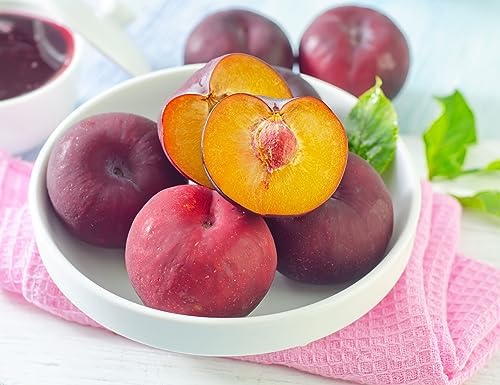 Tristar Plants - Methley Plum Tree - Heavy yielding - Sweet Fruit - Live Plant - 1 Gallon Trade Pot - Image 2