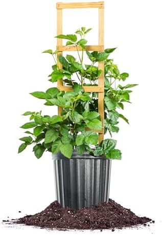 Perfect Plants Apache Thornless BlackBerry Bush, 3 Gallon, Live Plant by PerfectPlantsNursery