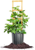 Perfect Plants Apache Thornless BlackBerry Bush, 3 Gallon, Live Plant by PerfectPlantsNursery