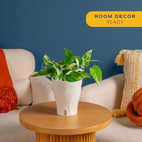 Costa Farms Albo Pothos, Live Indoor Plant, Trailing Vine, Air Purifying - Image 2