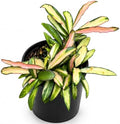 Hoya Wayetii Variegated Live Plant | Hoya Tricolor Variegata Starter Plants by NYCitySucculents