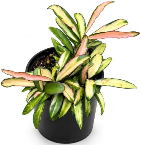Hoya Wayetii Variegated Live Plant | Hoya Tricolor Variegata Starter Plants by NYCitySucculents