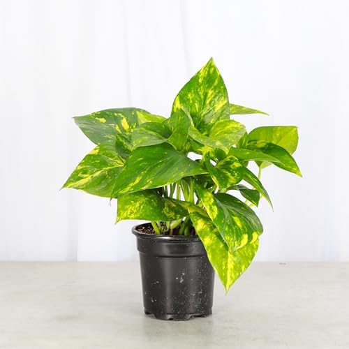Live Golden Pothos, Indoor Vining Plant, Easy to Grow, 4" Pot - Image 4
