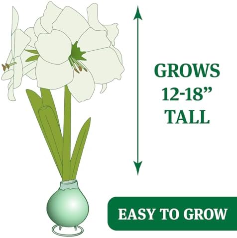 Red Base Waxed Amaryllis Flower Bulb with Stand, No Water Needed - Image 5