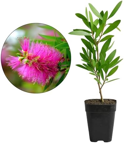 Purple Bottle Brush Plant Live, Callistemon Citrinus Shrub, 2-Inch Pot by MyShelfie