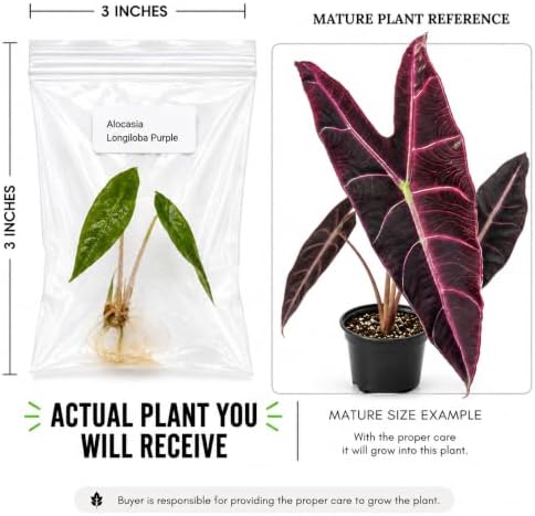 Alocasia Longibola Purple, Complete Tissue Culture Kit – Rare Live Alocasia Plant - Indoor Houseplant, Rare Plants Live - Image 2