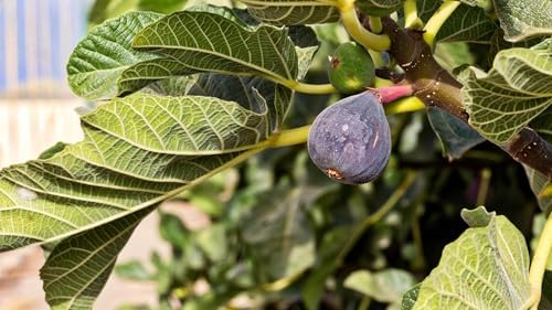 Brown Turkey Fig Plant (4 Pack) | Live Fruit Plant for Planting | Sweet & Juicy Figs for Fresh Eating & Drying | Cold-Hardy & High-Yielding Tree | Perfect for Organic Gardens & Sustainable Living by FamPlants